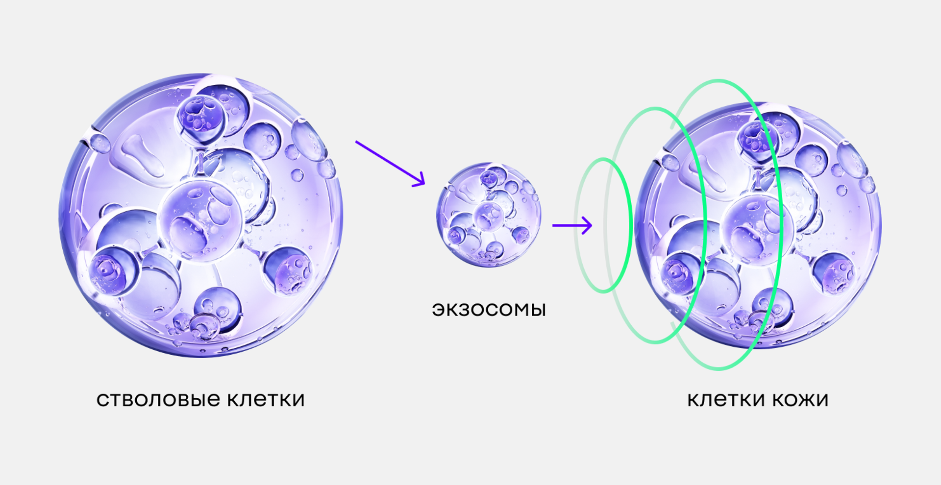 Схема передачи сигналов от стволовых клеток к коже через экзосомы